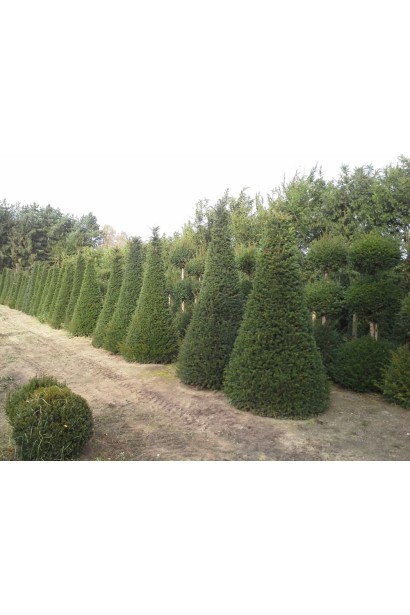 Тис ягідний Топіар Конус посадка